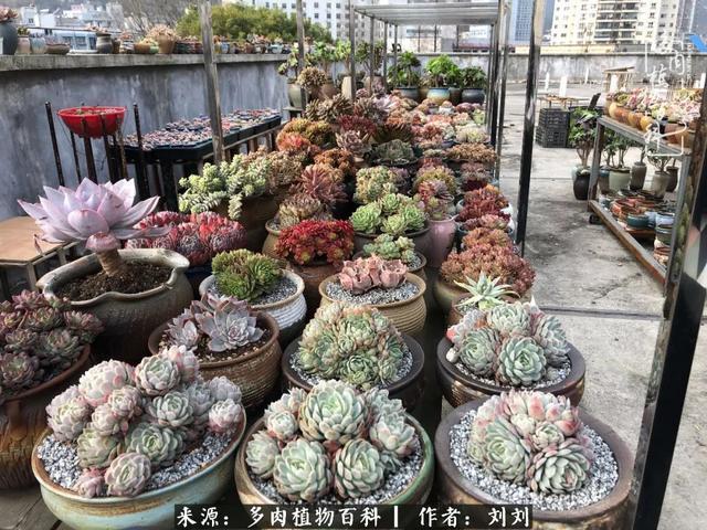 爱多肉,爱生活,我们是一群快乐的养肉人!