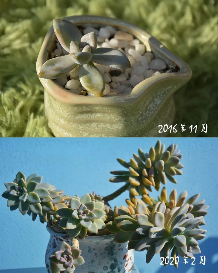 面朝大海的多肉们,在四季变迁中生生不息!