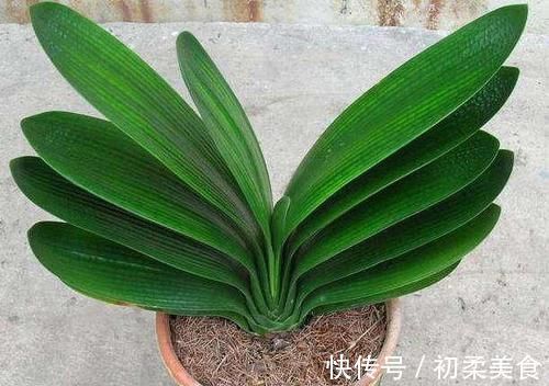 捡点“它”丢在君子兰盆里,疏松透气、养根,开花不夹箭