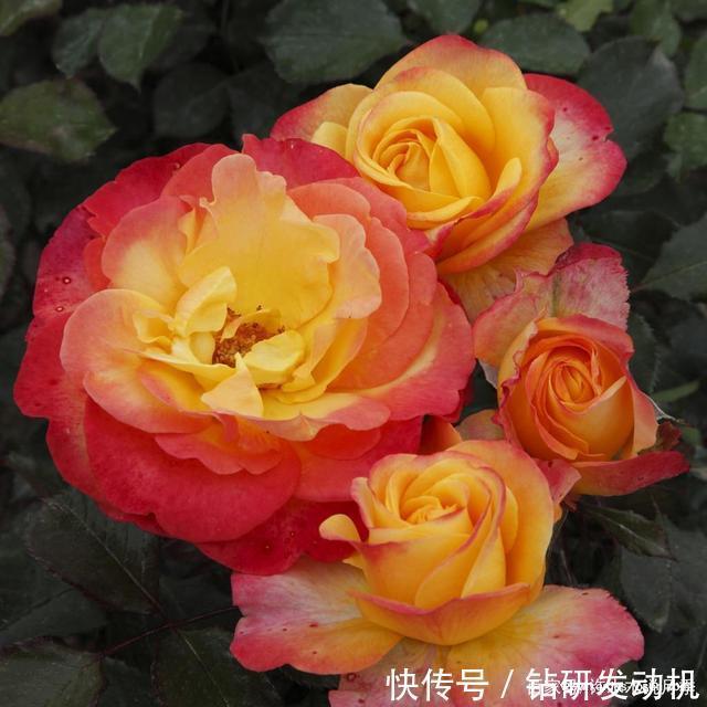 25款罕见会变色的月季,一朵花能开出黄、粉两种颜色。新手推荐