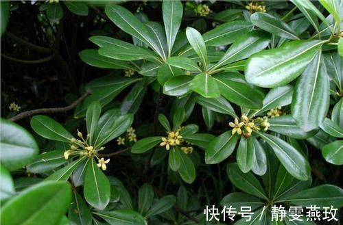 土壤|养花还在用黄豆水?你out了!现在都流行3种肥,花开旺盛