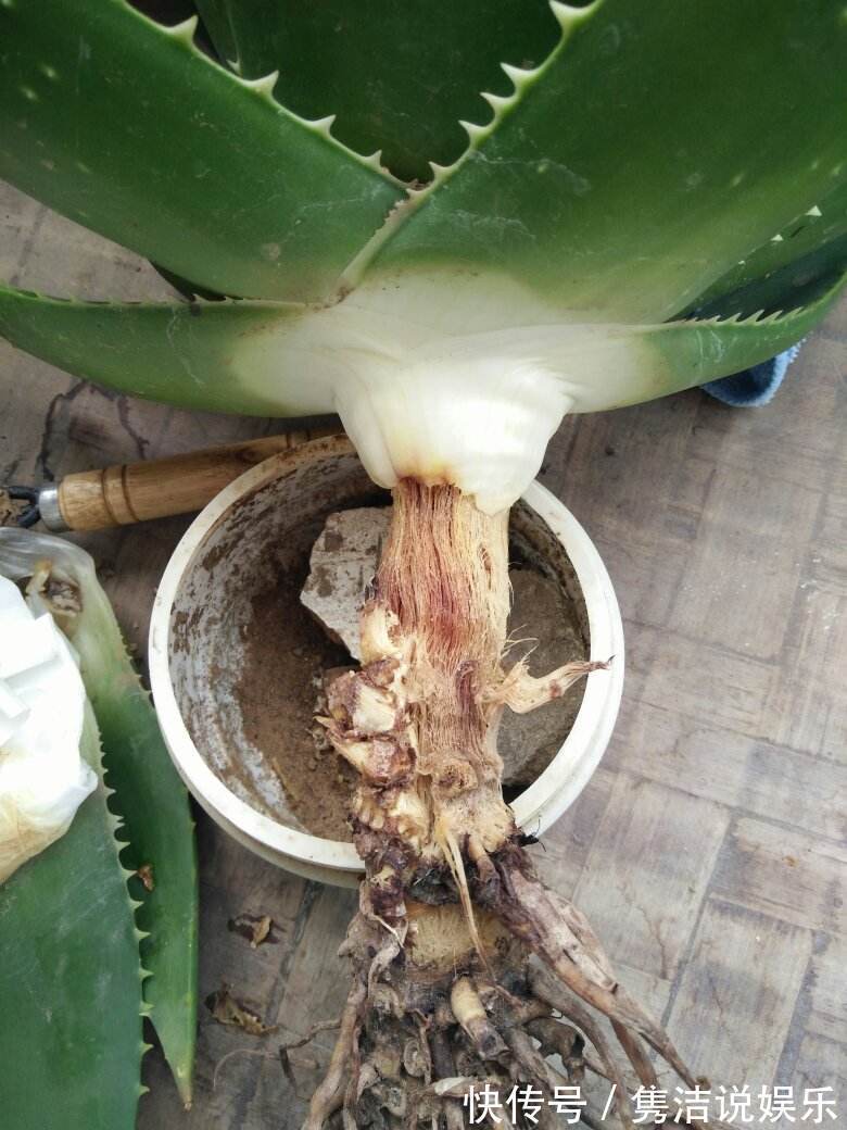 叶子|芦荟很常见,夏天3种“错误”浇水方法,容易叶子水化、根系腐烂