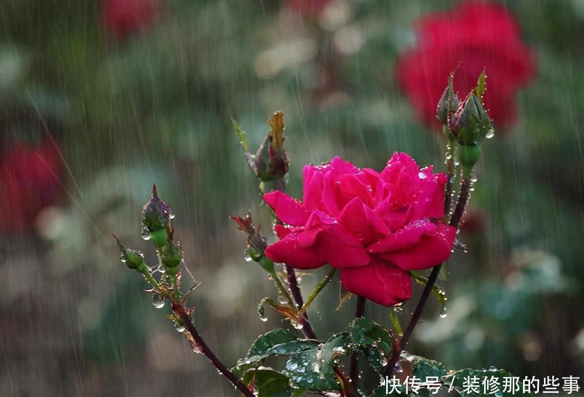 花卉|养花必修课,缓苗“4技巧”,提前做好工作,后期省心开花多