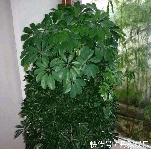 铜钱草|6种“聚财花”,养在家里好兆头,漂亮又大气,还有好运满满