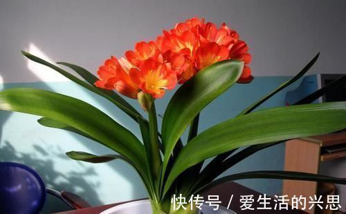 昼夜温差|盆栽君子兰该如何催花?掌控4方面因素,开花早、状态理想