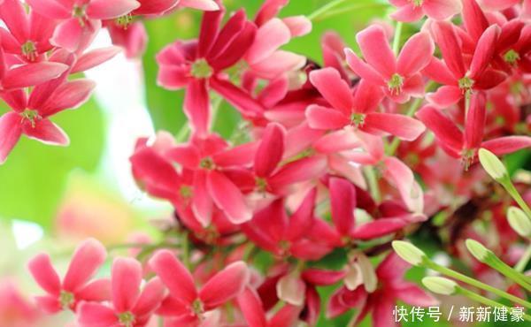 众人|此花是花中极品良药,就像一个白衣天使,保护着众人的身体安康!