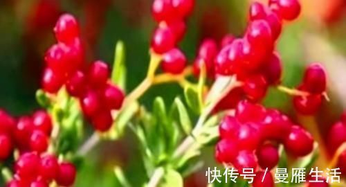 健脑益智|人到中年推荐吃3种食物，补气血，抗衰老，健脑益智，改善睡眠