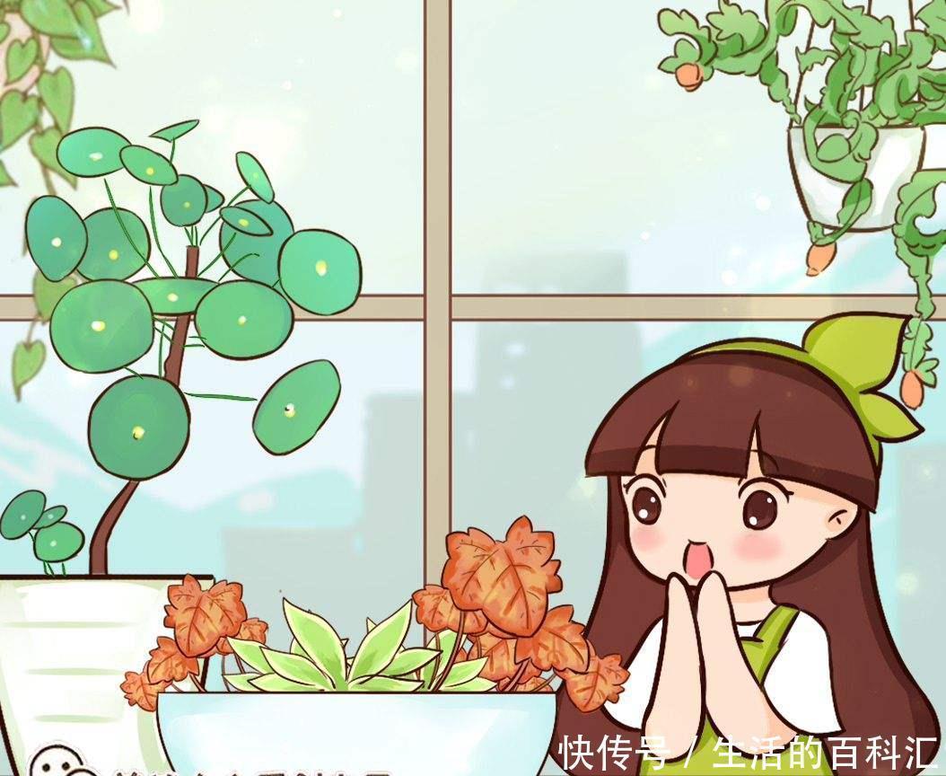 家里养盆老人须,不用土不用盆,挂起来就能养