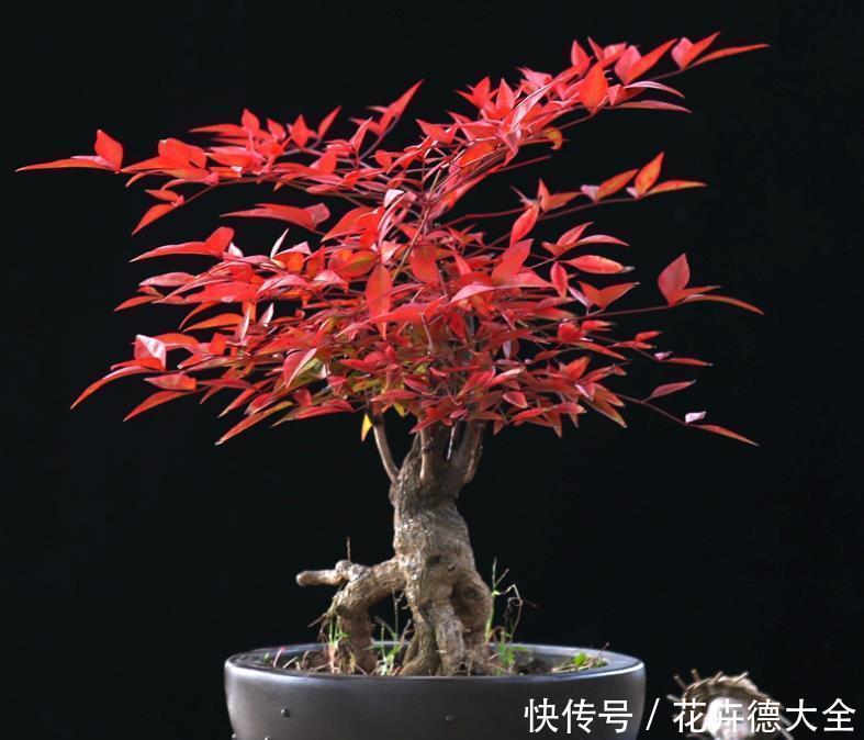 花农|南天竹怎么养?看花农解答,怎么养好南天竹!