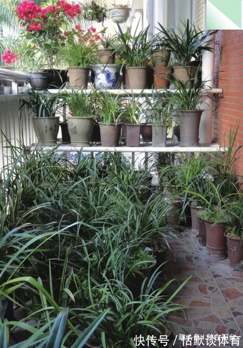 一窝兰花怎么分，既能分成单株，又能株株成活？不难，看秘笈！