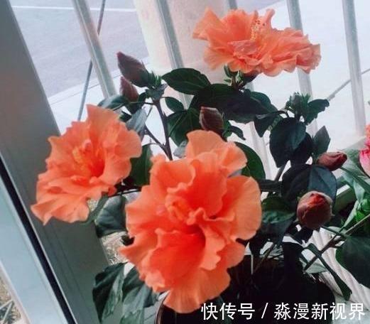 阳台|阳台养盆“扶桑花”,注意4个方面,长成“小树”,四季花开不败
