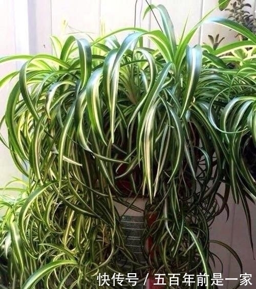 吊兰|最厉害的养花营养液给吊兰喝一勺,四季油绿,猛长侧芽