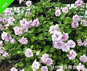 家里养了4种花,夏天也别忘了施肥,不然花香淡开花少
