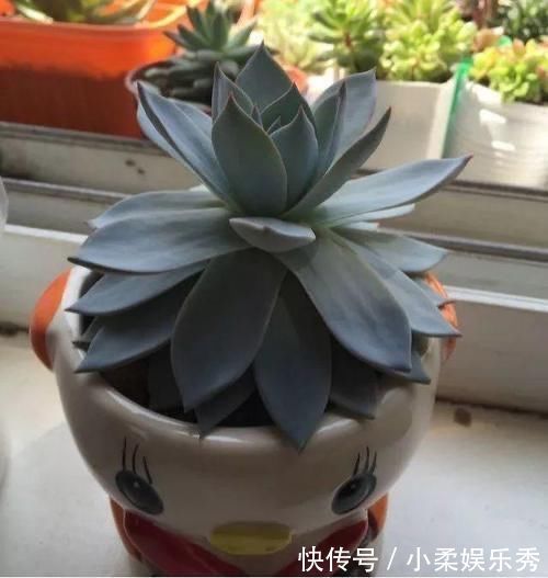 花友|5种多肉颜值很高却爱徒长穿裙子,让花友又爱又恨,新手要慎选