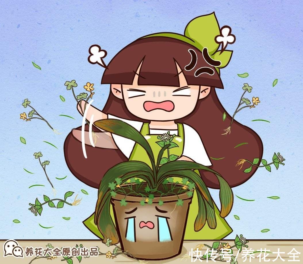 5个谣言，养花时最不能信，不然植物死翘翘