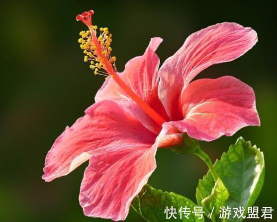 九月三十霜降后,养什么花?以下3种花,身体康健吉祥如意