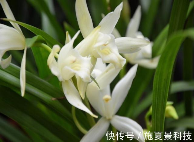 此花是君子的象征,也形容女子的优雅气质,是高雅的花