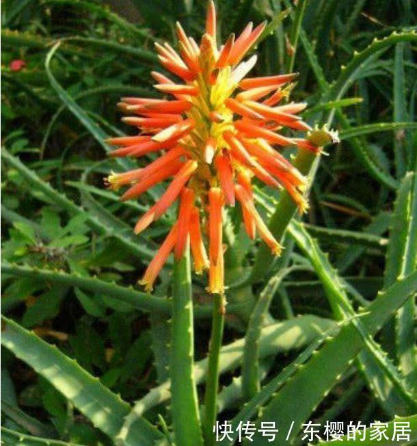 档次|5种花很好养,耐热耐晒更耐旱,名字好听上档次