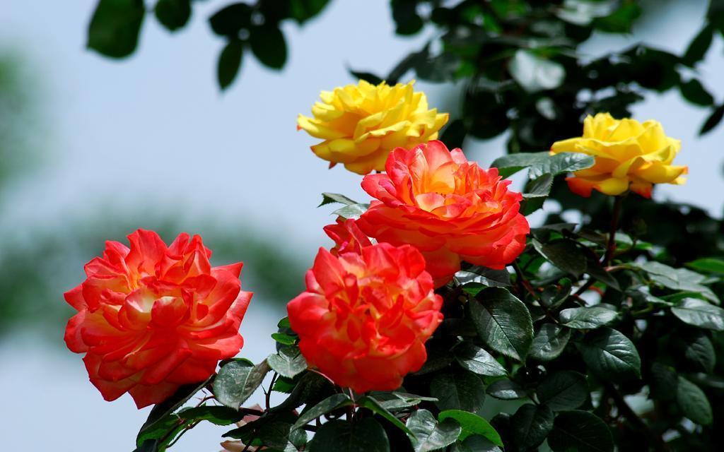 有的植物冬季开花不好,可能活不过冬天!我们该怎么办呢?