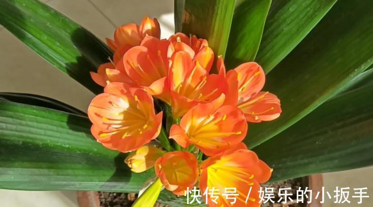 君子兰冬天不开花怎么办？打开1个小机关，盆栽当月就抽箭开花