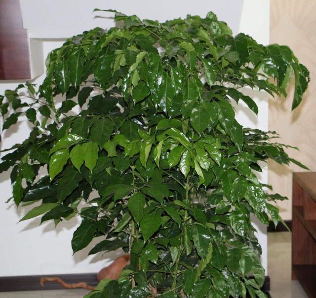 幸福树盆栽,养护注意“4点”,新芽多,特别茂盛,还能养开花