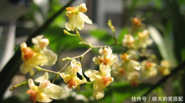 刚买回来的花就黄叶落蕾?这么做立马恢复水灵