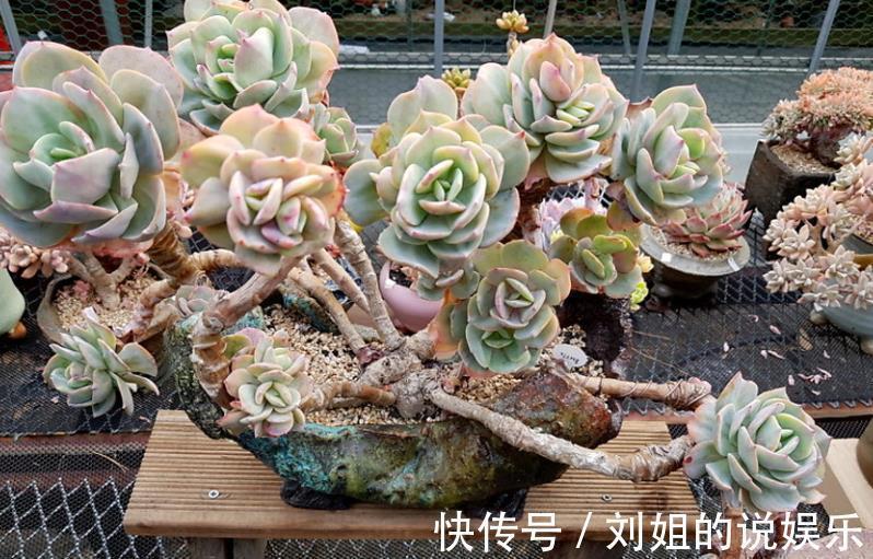 被拉入“黑名单”的3种多肉，矫情不好养，家里养了赶紧换品种