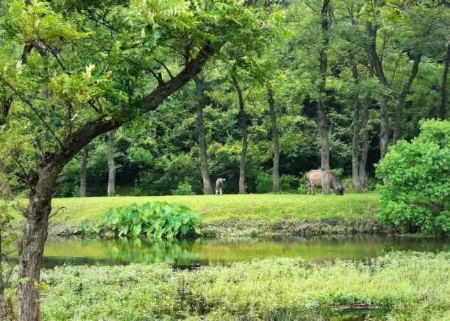 这里是中原最佳赏春地，山水秀美，“九镇十八湾”处处如画