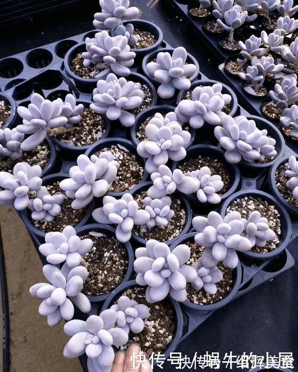 多肉没有高低贵贱,肉友的水平却有高低