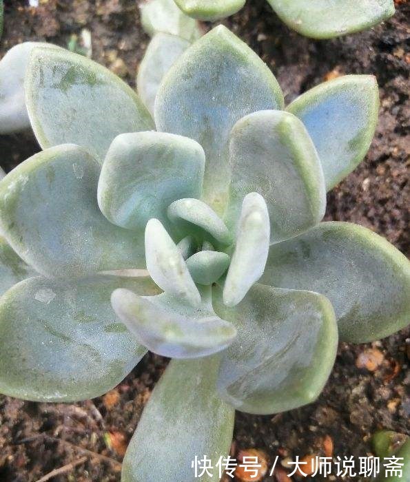 爱过|有些多肉就爱过夏天,越晒越渴越美艳,养一棵就值了!