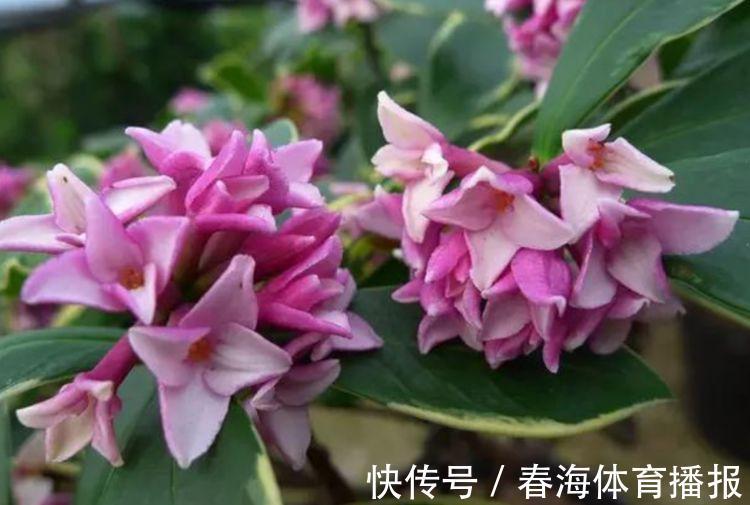 4种旺运花，吉祥添富贵，家养一盆，满屋飘香，比香水还好闻