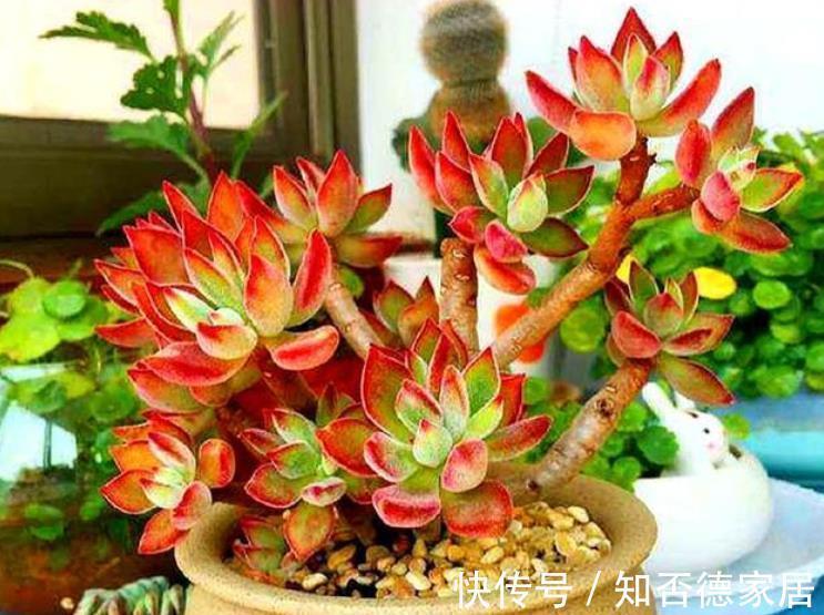 长势|秋天养锦晃星,学会3个技巧,新叶新芽长满盆,养成群生小老桩