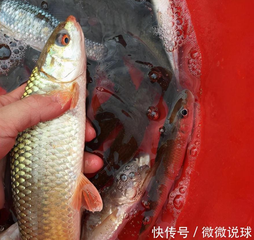 俗称“野草鱼”，过去河中随便抓，如今野生少见，运气好才能吃到