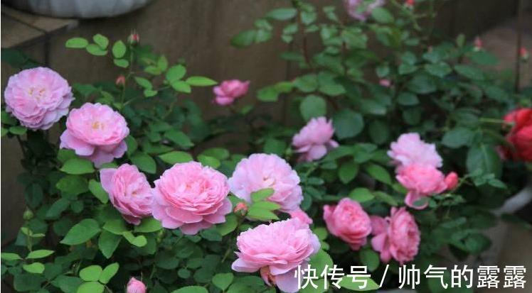 当下月季花管理，“三害一肥”是重点