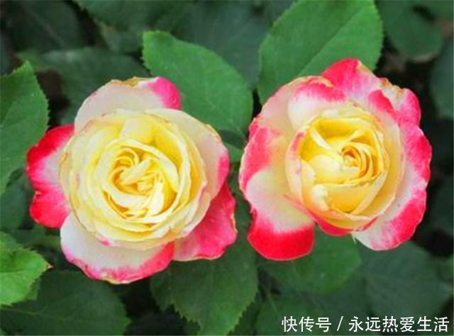 养护|3种最不容错过的绝美月季,颜值高香气浓,养护简单开花多