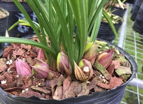 兰花植料不用买，2种软硬材料掺一起，疏松透气，兰株长得旺