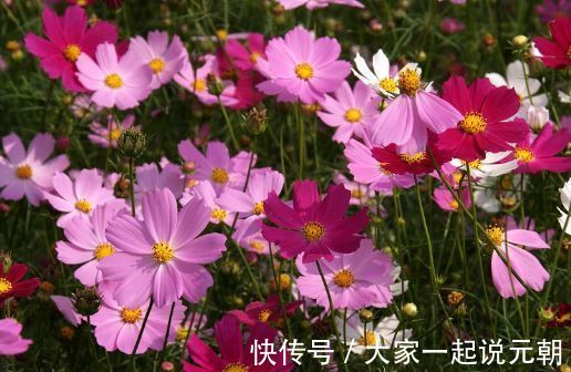 家养几款植物,开花漂亮花期还长,阳台开出花海