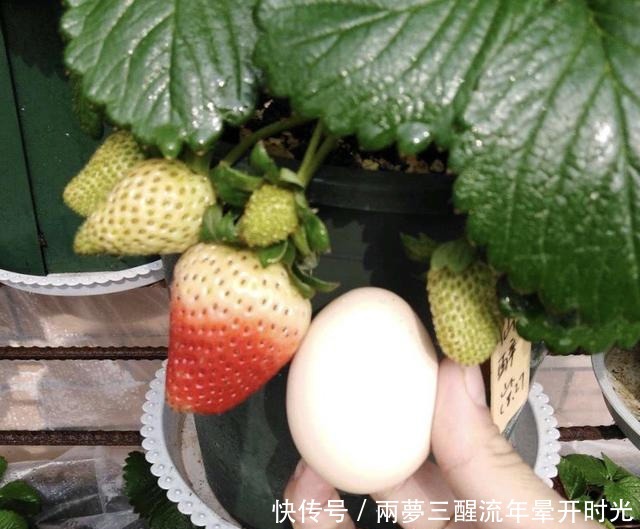 2种“水果”，特别好种，阳台养1盆，果子甜又多，好吃又营养