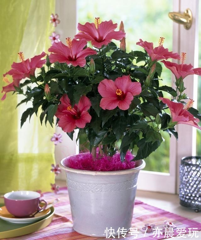 为了一盆花,家人关系彻底破裂,花有什么错?