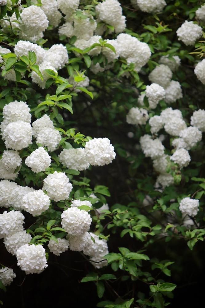 庭院|家有庭院绝不可错过的5种花，打造花海无压力，任谁看了都羡慕