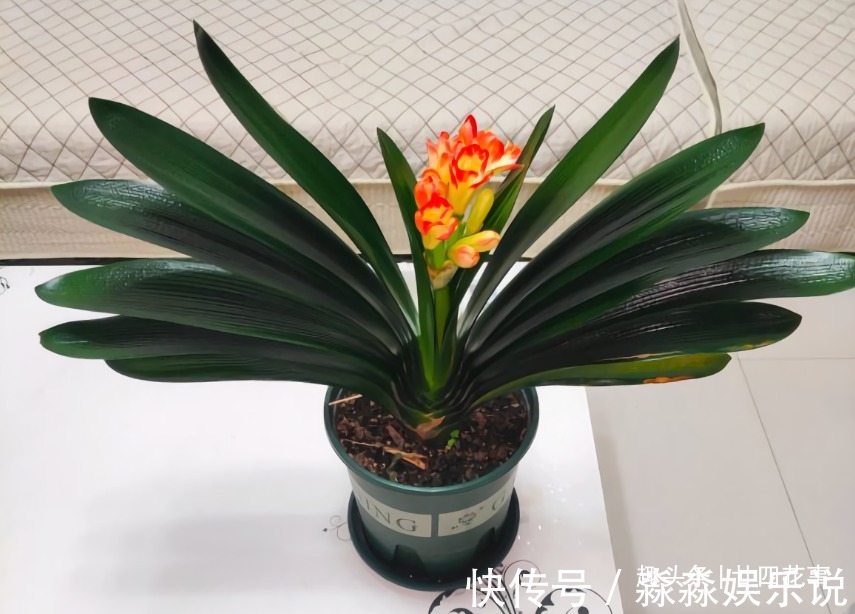 廿六|君子兰夏天易出问题,6个方面做到位,安稳度夏,天凉旺长