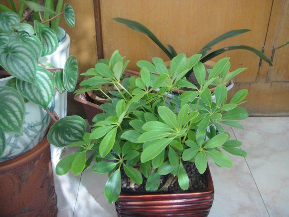 客厅太“阴暗”,就养“3种树”,不仅能“镇宅”,还能吸甲醛