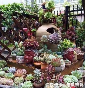 叶片|多肉植物不用买，像张大爷这样捡，养出多肉小花园，不比买的差