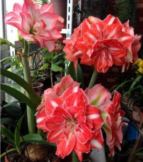 养花就养个花期长的，花大色艳，开花耀眼，人见人爱！