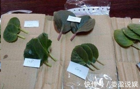 长寿花|别再浪费钱买花了，这些花掰片叶子就能长一大盆，省下好多钱！
