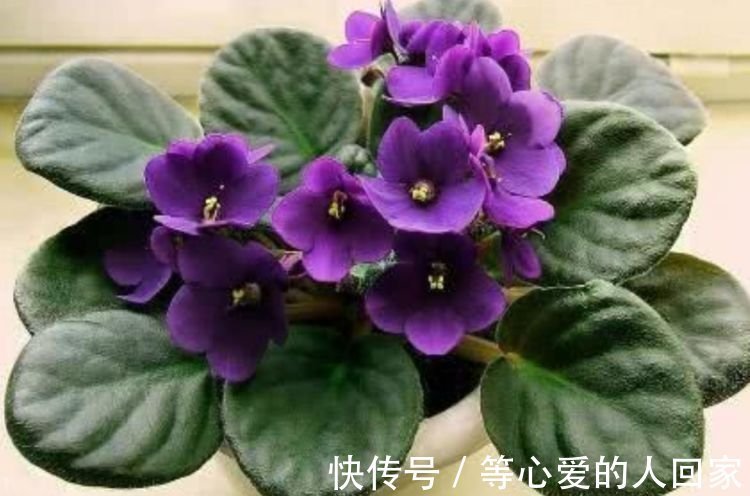 4种花是“爆盆能手”，好养易活，浇水就疯长，开花爆盆很容易