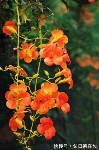 农历10月初7立冬后，养什么花？以下3种花，健康长寿天天笑颜