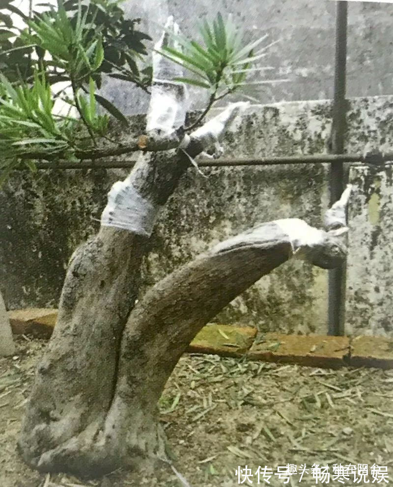 罗汉松芽接案例分享,台长教你玩出别出心裁的岭南盆景!