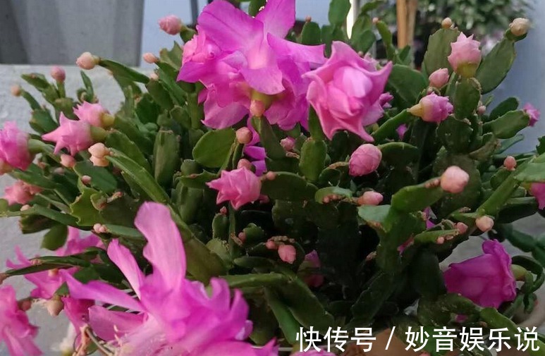 秋天养蟹爪兰,解决好这4件事,茎叶长得茂盛,开花格外漂亮