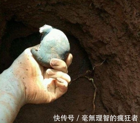 乌灵参|乌灵参:白蚁种出来的“人参”,价值堪比黄金,极其稀有和难获取